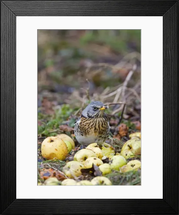 Framed Print : Fieldfare - feeding on crab apples winter time, Breckland, Norfolk, U. K Framed Print : Fieldfare - feeding on crab apples winter time, Breckland, Norfolk, U. K