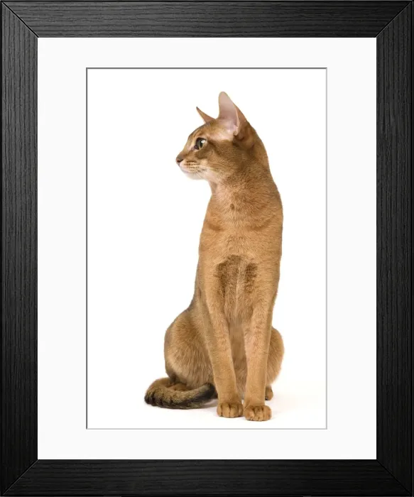 Framed Print : Cat - Abyssinian / Hare cat Framed Print : Cat - Abyssinian / Hare cat