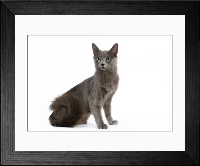 Framed Print : Cat - Nebelung - sitting down Framed Print : Cat - Nebelung - sitting down