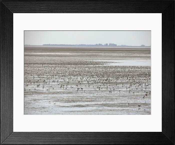 Framed Print : Knot - flock spread out feeding over The Wash - August - The Wash Norfolk UK Framed Print : Knot - flock spread out feeding over The Wash - August - The Wash Norfolk UK