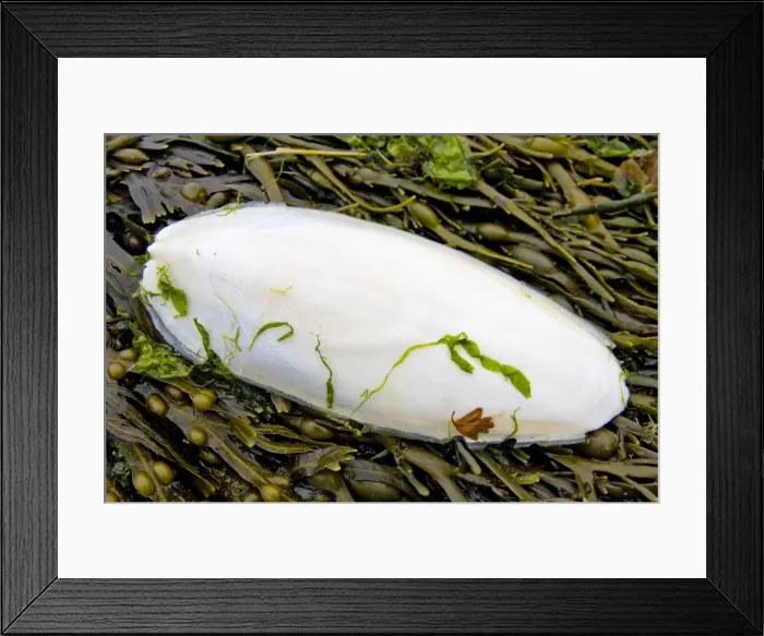 Framed Print : Cuttlefish bone - lying on the strand line on top of bladder wrack - England - UK Framed Print : Cuttlefish bone - lying on the strand line on top of bladder wrack - England - UK