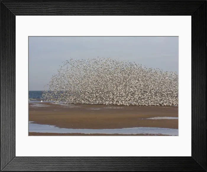 Framed Print : Knot - Large flock flying along tide edge in Winter plumage - October - North Norfolk - UK Framed Print : Knot - Large flock flying along tide edge in Winter plumage - October - North Norfolk - UK