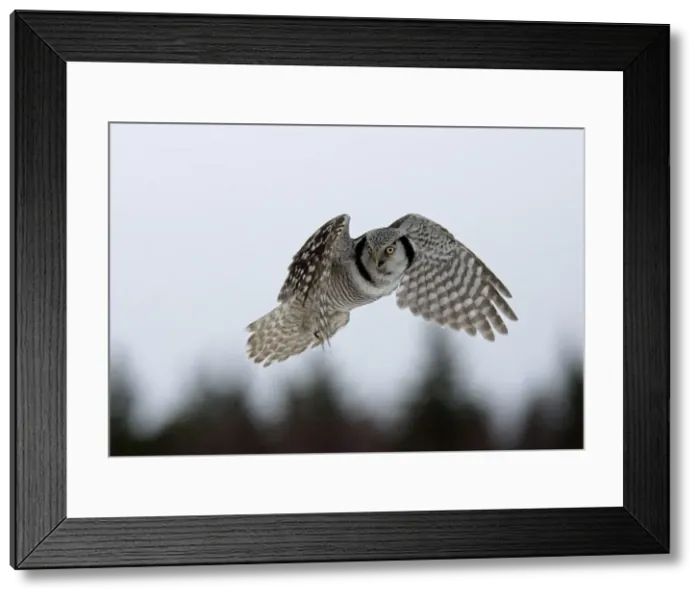 Framed Print : Hawk Owl - hovering with forest in background - March - Finland Framed Print : Hawk Owl - hovering with forest in background - March - Finland