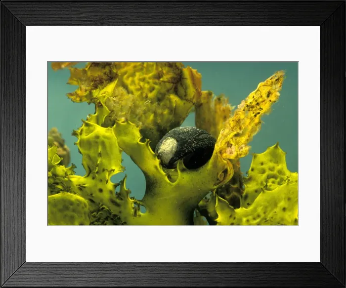 Framed Print : Black Periwinkle - Top shell, Australia JPF02966 Framed Print : Black Periwinkle - Top shell, Australia JPF02966