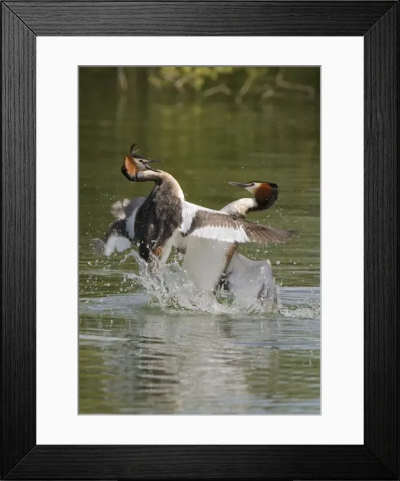 Framed Print : Great Crested Grebe - two male's fighting using their wings and bills, March. Norfolk, U. K