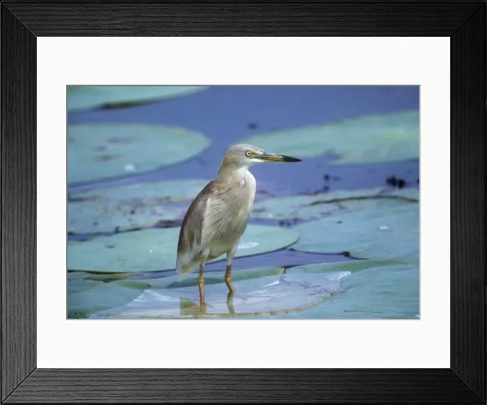 Framed Print : Indian Pond Heron - standing on water lilies Framed Print : Indian Pond Heron - standing on water lilies