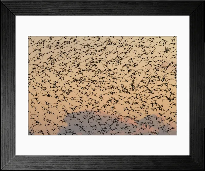 Framed Print : Knot - A large flock in flight in the early morning. Norfolk, UK