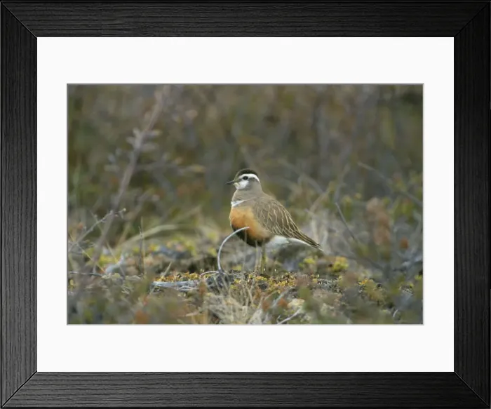 Framed Print : Dotterel. CK-1723. Dotterel. Charadrius morinellus Framed Print : Dotterel. CK-1723. Dotterel. Charadrius morinellus