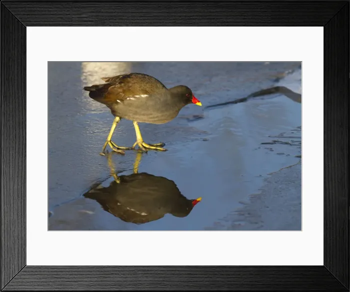 Framed Print : Moorhen - Single adult bird on ice covered lake with reflection. England, UK Framed Print : Moorhen - Single adult bird on ice covered lake with reflection. England, UK