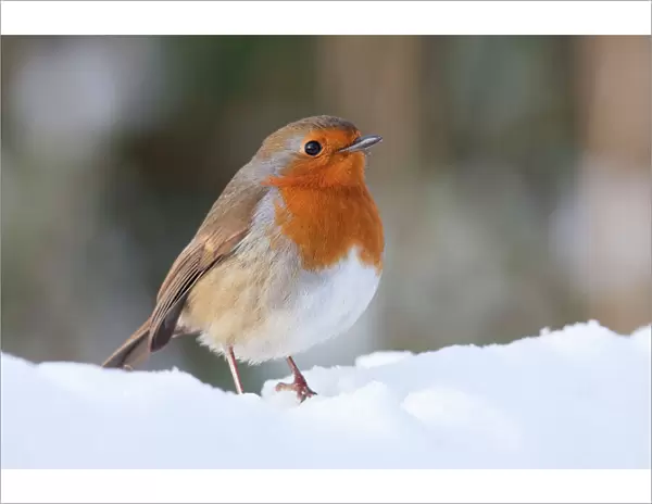 Robin - Single adult robin perching in the snow. England, UK