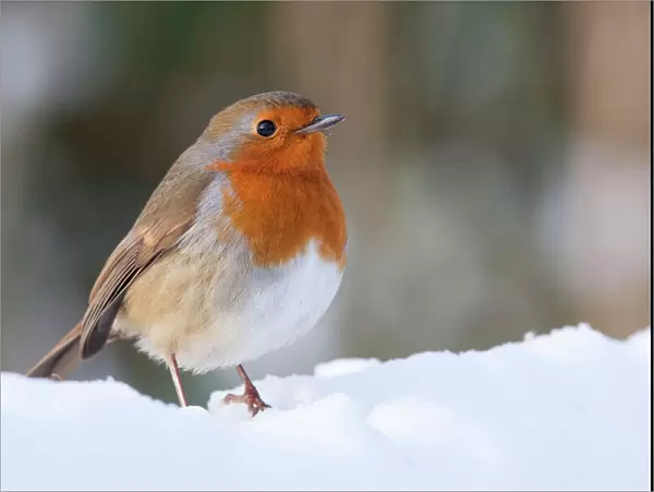 Robin - Single adult robin perching in the snow. England, UK