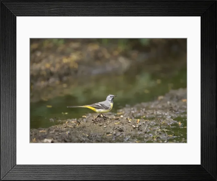 Framed Print : Grey Wagtail - catching insects beside muddy pool - May - Narborough - Norfolk - UK Framed Print : Grey Wagtail - catching insects beside muddy pool - May - Narborough - Norfolk - UK