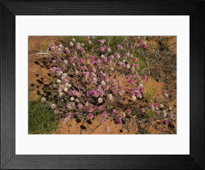 Framed Print : Gomphrena One of the species in the Amaranthaceae family which includes Mulla Mullas. On the track to Manning Gorge Falls, Mt Barnett, Gibb River Road, Kimberley, Western Australia Framed Print : Gomphrena One of the species in the Amaranthaceae family which includes Mulla Mullas. On the track to Manning Gorge Falls, Mt Barnett, Gibb River Road, Kimberley, Western Australia