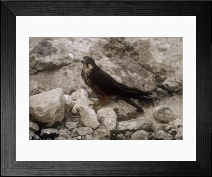 Framed Print : Eleonora's Falcon - at nest with eggs Framed Print : Eleonora's Falcon - at nest with eggs