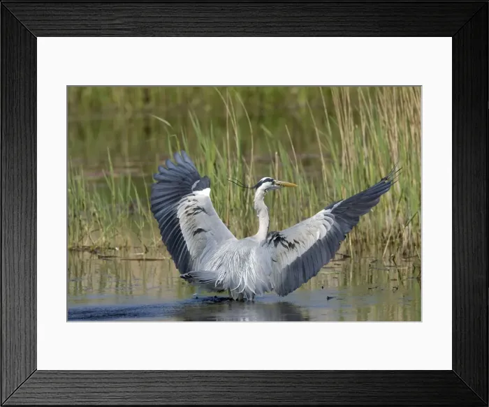 Framed Print : Grey Heron - adult landing in water with wings raised, May. Strumpshaw, Norfolk, U. K Framed Print : Grey Heron - adult landing in water with wings raised, May. Strumpshaw, Norfolk, U. K