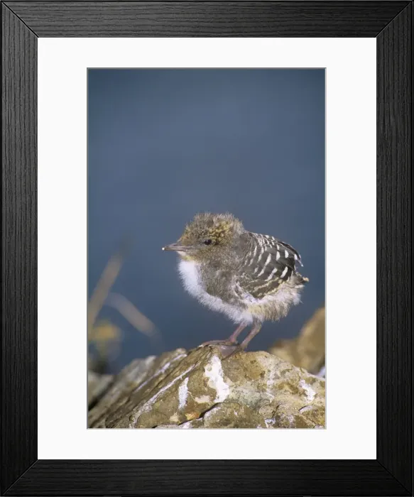 Framed Print : Sooty Tern - chick with first wing feathers - Howe Island - New South Wales - Australia Framed Print : Sooty Tern - chick with first wing feathers - Howe Island - New South Wales - Australia