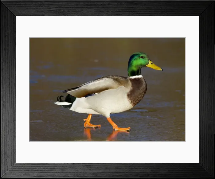 Framed Print : Mallard - Single adult drake on ice covered lake. England, UK