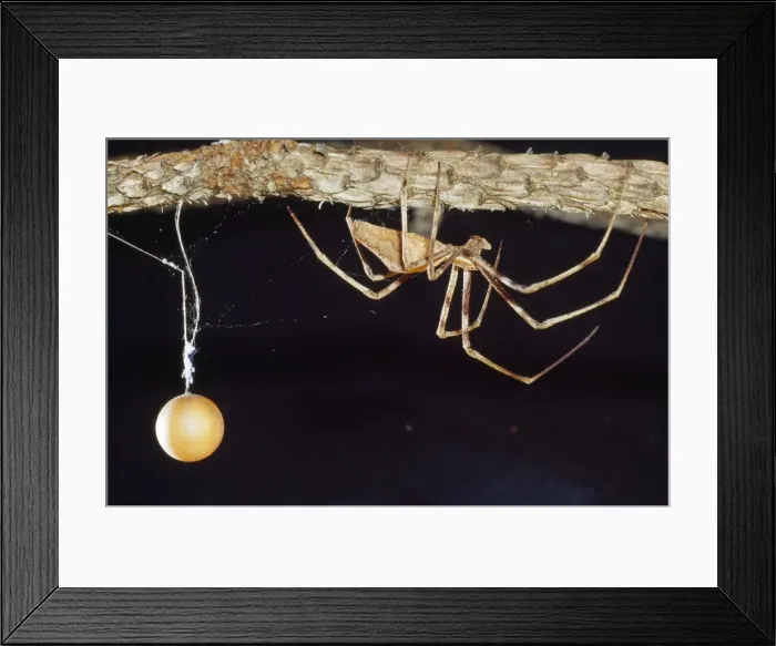 Framed Print : Net-casting Spider - male with eggsack Australia Family: Deinopidae Framed Print : Net-casting Spider - male with eggsack Australia Family: Deinopidae
