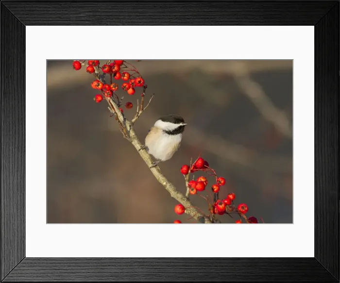 Framed Print : Black-capped Chickadee in winter. January in Connecticut, USA Framed Print : Black-capped Chickadee in winter. January in Connecticut, USA