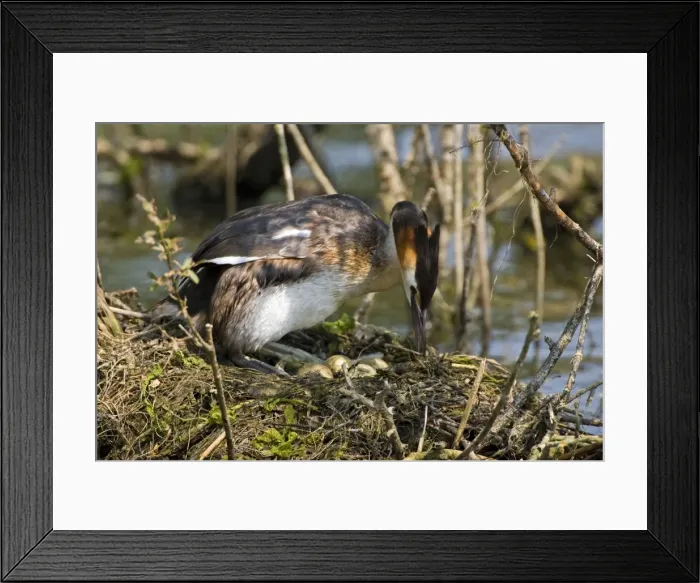Framed Print : Great Crested Grebe - at the nest uncovering it's heavily stained eggs on a floating platform, April. Norfolk, U. K Framed Print : Great Crested Grebe - at the nest uncovering it's heavily stained eggs on a floating platform, April. Norfolk, U. K