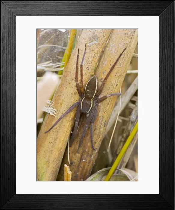 Framed Print : Fen Raft Spider - Endangered Species - England - UK - Extremely vulnerable due to lack of suitable habitation - Essentially aquatiac requiring lowland-wetland and fen areas for survival - Only a few known populations in the UK Framed Print : Fen Raft Spider - Endangered Species - England - UK - Extremely vulnerable due to lack of suitable habitation - Essentially aquatiac requiring lowland-wetland and fen areas for survival - Only a few known populations in the UK
