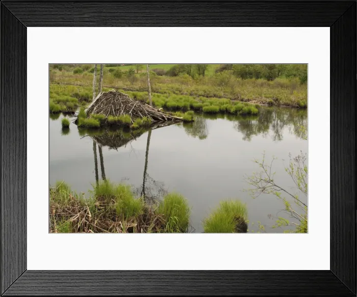 Framed Print : Beaver lodge in White Memorial. Litchfield, CT. USA Framed Print : Beaver lodge in White Memorial. Litchfield, CT. USA