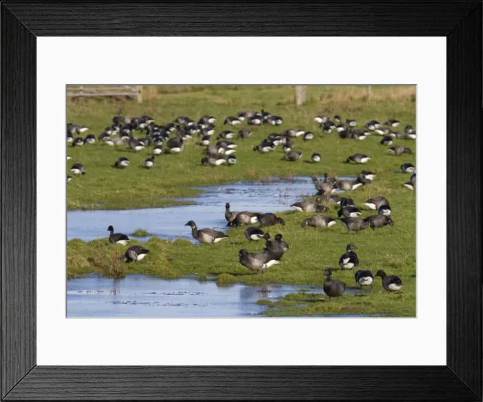 Framed Print : Brent Goose - Large flock of geese grazing on flooded grassland next to the coast. Norfolk, UK Framed Print : Brent Goose - Large flock of geese grazing on flooded grassland next to the coast. Norfolk, UK