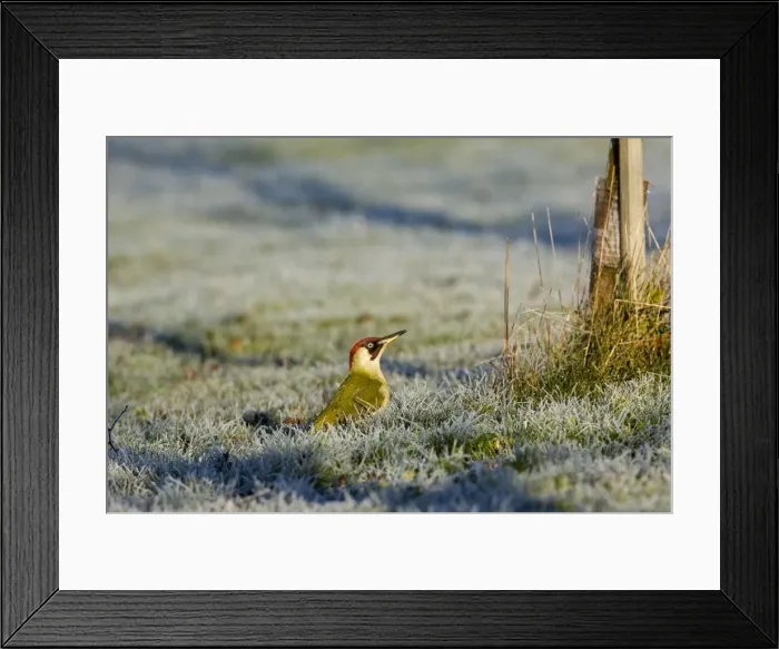 Framed Print : Green Woodpecker - male perched on frost covered grass early morning February. Gooderstone, Norfolk, U. K Framed Print : Green Woodpecker - male perched on frost covered grass early morning February. Gooderstone, Norfolk, U. K