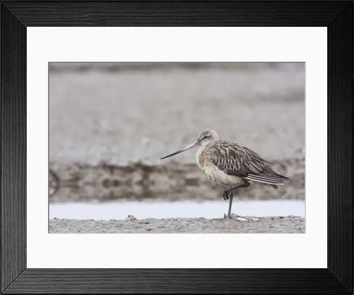 Framed Print : Bar-tailed Godwit - adult with injured leg resting on estuary. Norfolk, UK Framed Print : Bar-tailed Godwit - adult with injured leg resting on estuary. Norfolk, UK