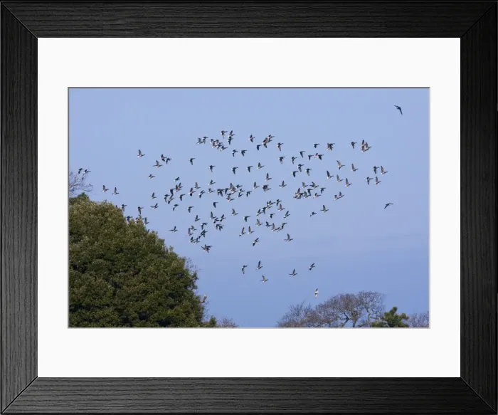 Framed Print : Brent goose - a flock of geese moving off to feeding grounds, Devon, England, UK Framed Print : Brent goose - a flock of geese moving off to feeding grounds, Devon, England, UK