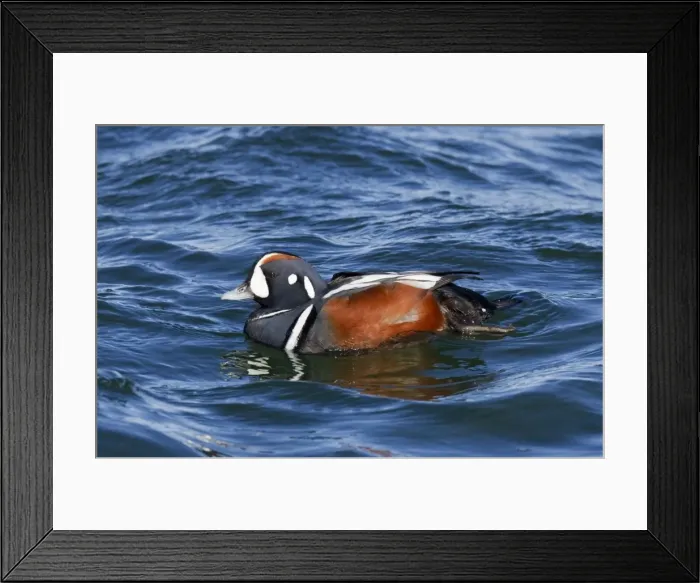Framed Print : Harlequin Duck - adult male in winter. Barnegat Light in New Jersey, USA Framed Print : Harlequin Duck - adult male in winter. Barnegat Light in New Jersey, USA