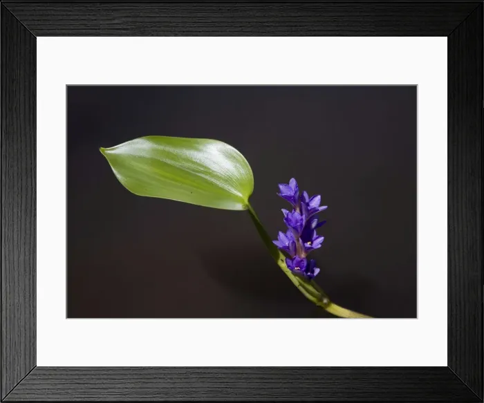 Framed Print : Bog Hyacinth Growing in a shallow wetland at Gibb River community, Kimberley, Western Australia. Largely a plant of northern Australia Framed Print : Bog Hyacinth Growing in a shallow wetland at Gibb River community, Kimberley, Western Australia. Largely a plant of northern Australia