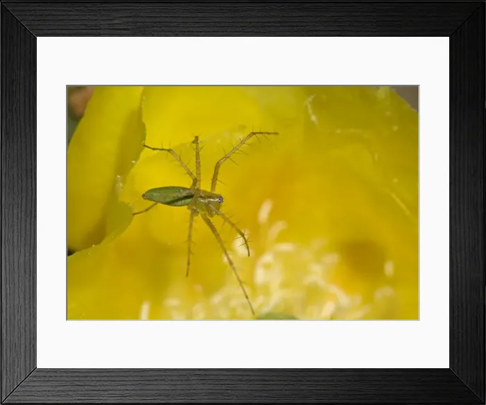 Framed Print : Green Lynx Spider - Arizona - On prickly pear blossom - Awaiting prey attracted to blossom - Ambush predator Framed Print : Green Lynx Spider - Arizona - On prickly pear blossom - Awaiting prey attracted to blossom - Ambush predator