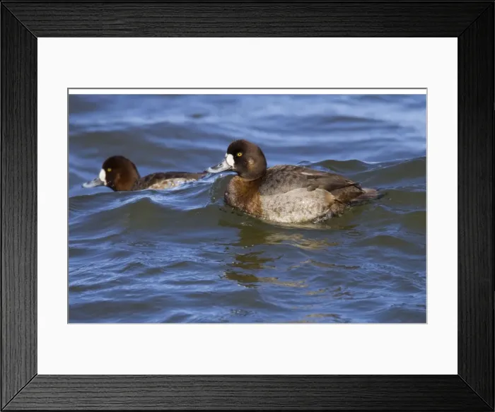 Framed Print : Greater Scaup - female in February breeding plumage. Connecticut USA Framed Print : Greater Scaup - female in February breeding plumage. Connecticut USA