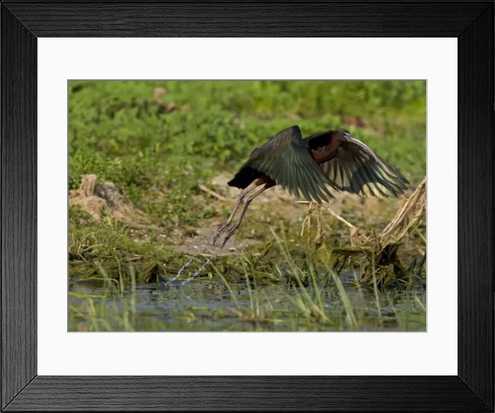 Framed Print : Glossy Ibis - taking off from waters edge, June, Danube Delta, Romani Framed Print : Glossy Ibis - taking off from waters edge, June, Danube Delta, Romani