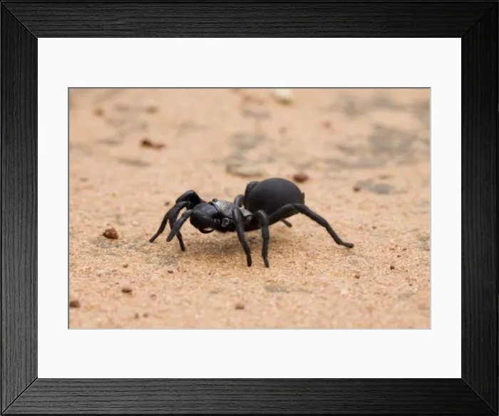 Framed Print : Northern Mouse Spider At Mt Barnett, Gibb River Road, Kimberley, Western Australia Framed Print : Northern Mouse Spider At Mt Barnett, Gibb River Road, Kimberley, Western Australia