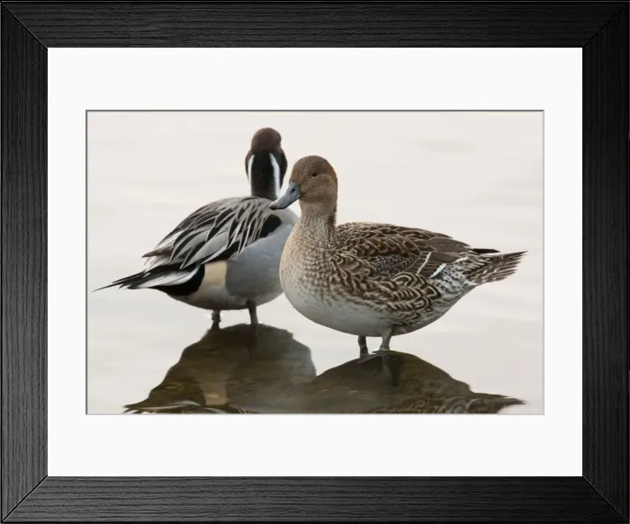 Framed Print : Northern Pintail - pair standing at the edge of a lake. England, UK Framed Print : Northern Pintail - pair standing at the edge of a lake. England, UK