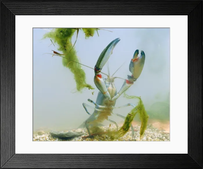 Framed Print : Yabby - Underwater JPF12096 Framed Print : Yabby - Underwater JPF12096