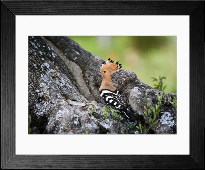 Framed Print : Hoopoe - Standing at entrance to nest site - April - Trusillo - Spain Framed Print : Hoopoe - Standing at entrance to nest site - April - Trusillo - Spain
