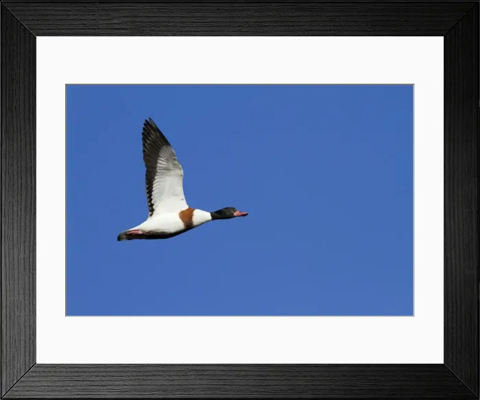 Framed Print : Shelduck - Single adult bird in flight. England, UK Framed Print : Shelduck - Single adult bird in flight. England, UK