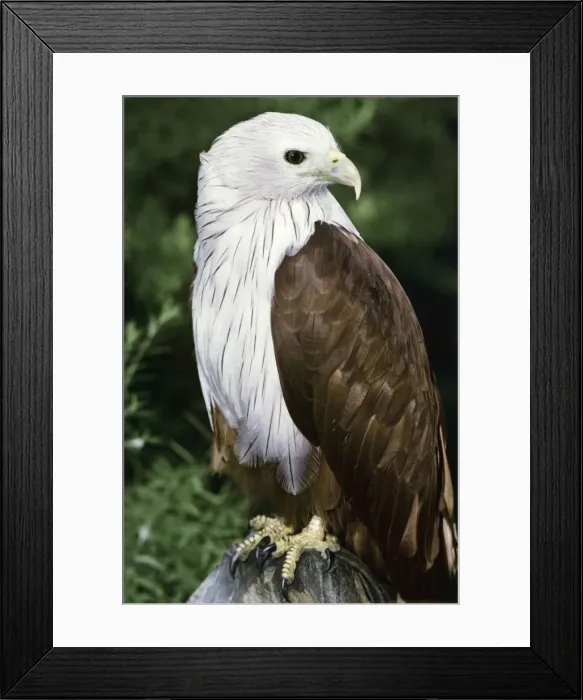 Framed Print : Brahminy Kite - Close up of an adult Framed Print : Brahminy Kite - Close up of an adult