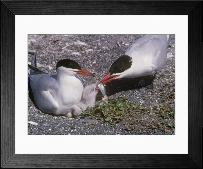 Framed Print : Caspian Tern - feeding chick Framed Print : Caspian Tern - feeding chick