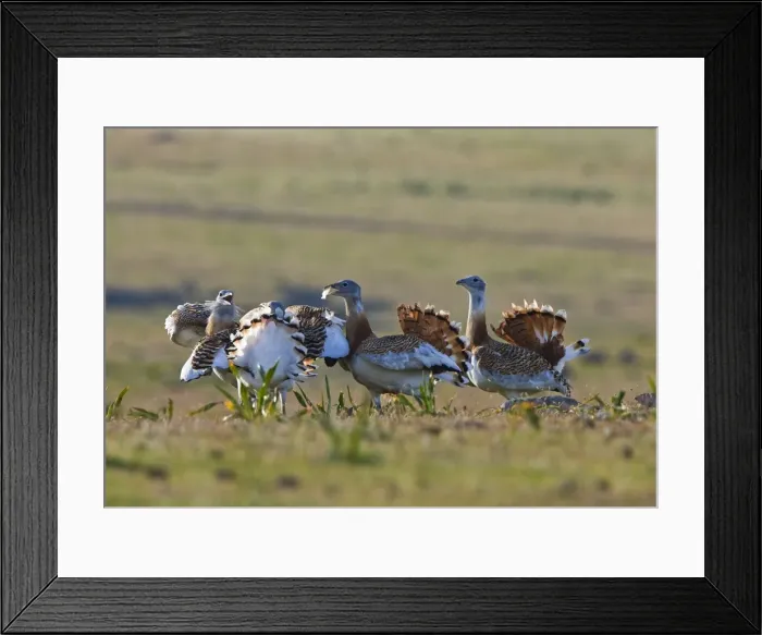Framed Print : Great Bustard - young males fighting on spanish stepps. Extremadura Spain Framed Print : Great Bustard - young males fighting on spanish stepps. Extremadura Spain