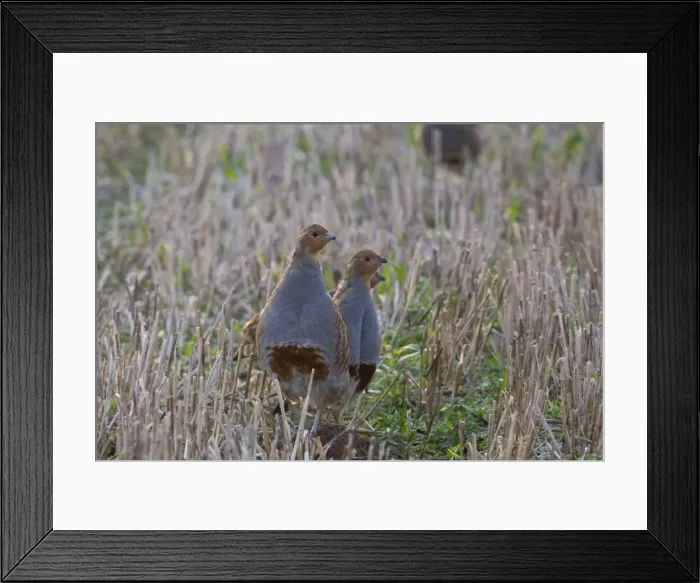 Framed Print : Grey Partridge - family group standing in winter stubble field, October. Gooderstone, Norfolk, U. K Framed Print : Grey Partridge - family group standing in winter stubble field, October. Gooderstone, Norfolk, U. K