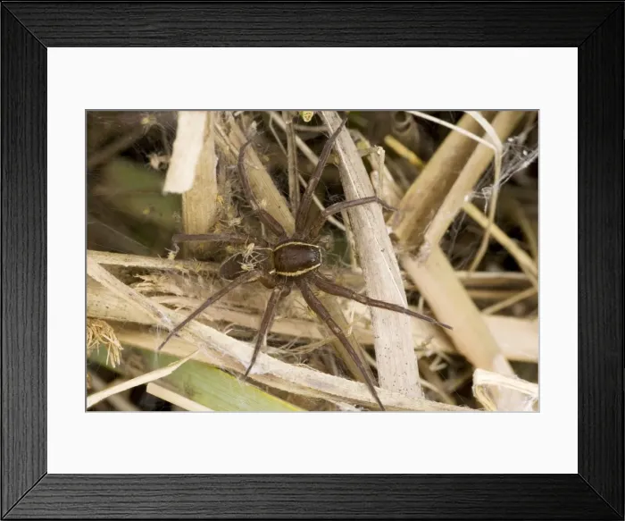 Framed Print : Fen Raft Spider - Mother guarding babies in nursery web - England - UK - Endangered species - Extremely vulnerable due to lack of suitable habitation - Essentially aquatiac requiring lowland-wetland Framed Print : Fen Raft Spider - Mother guarding babies in nursery web - England - UK - Endangered species - Extremely vulnerable due to lack of suitable habitation - Essentially aquatiac requiring lowland-wetland