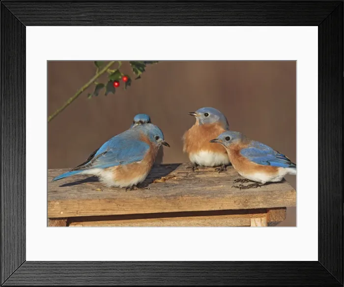 Framed Print : Eastern Bluebird - males at bluebird feeder. January in Connecticut, USA Framed Print : Eastern Bluebird - males at bluebird feeder. January in Connecticut, USA