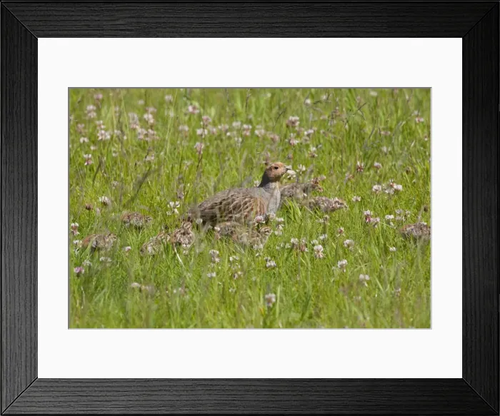 Framed Print : Grey Partridge - male with very young chicks amongst white clover in a grass field - June - Gooderstone - Norfolk - UK Framed Print : Grey Partridge - male with very young chicks amongst white clover in a grass field - June - Gooderstone - Norfolk - UK