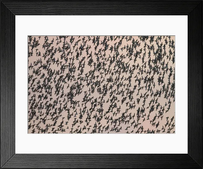 Framed Print : Knot - Thousands of birds leaving their roost and heading out to feed. Norfolk, UK Framed Print : Knot - Thousands of birds leaving their roost and heading out to feed. Norfolk, UK