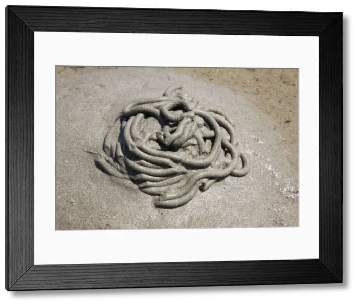 Framed Print : Lugworm - casts on a beach. Cornwall, UK Framed Print : Lugworm - casts on a beach. Cornwall, UK