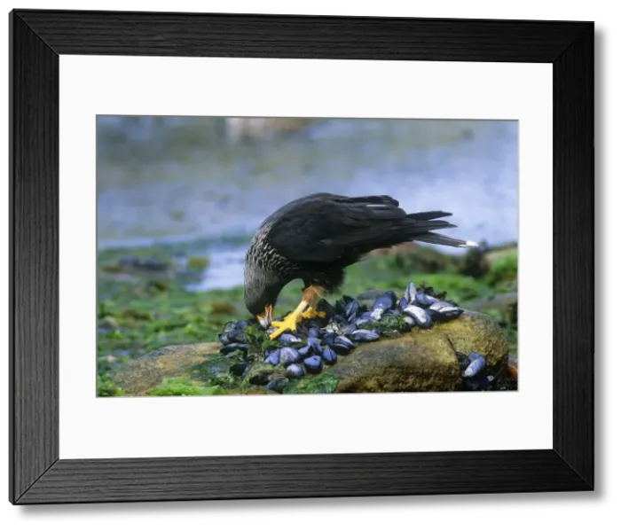 Framed Print : Striated Caracara - feeding on mussels - Falkland Islands Framed Print : Striated Caracara - feeding on mussels - Falkland Islands
